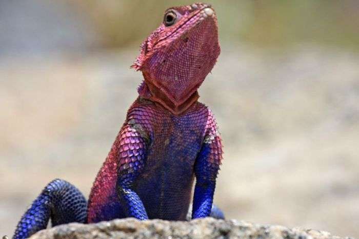 Ящірка, яка стала зіркою в світі тварин (10 фото)