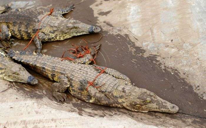 15 000 крокодилів в ПАР тероризують місцевих жителів (9 фото)