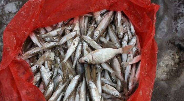 Китайський метод зимової риболовлі (9 фото)