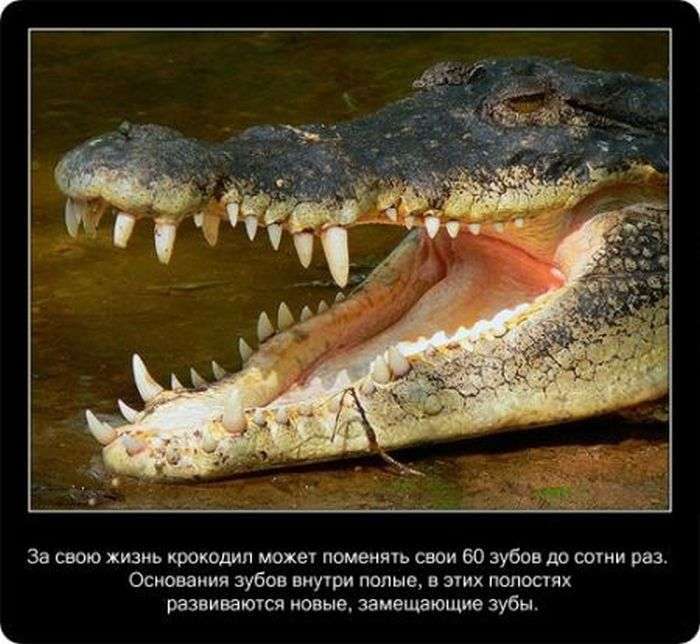 Крокодили: пізнавально і цікаво (22 фото)
