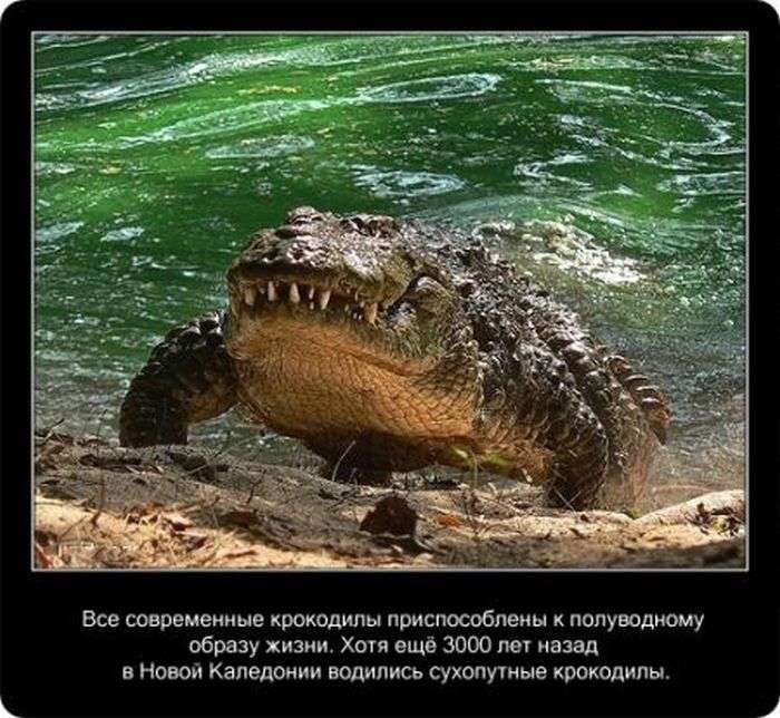 Крокодили: пізнавально і цікаво (22 фото)
