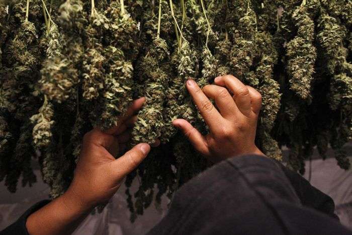 Легалізація марихуани в США (27 фото)