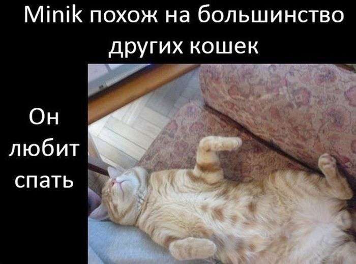 Сумна історія щасливого кота (9 фото)