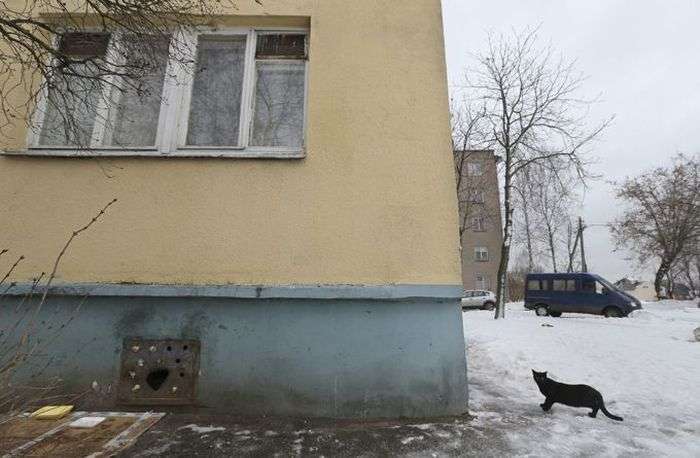 Комунальна служба Мінська ховає котів живцем (8 фото)