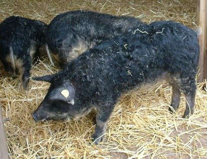 Тепер у свиней цінується не тільки мясо, але і хутро (13 фото)