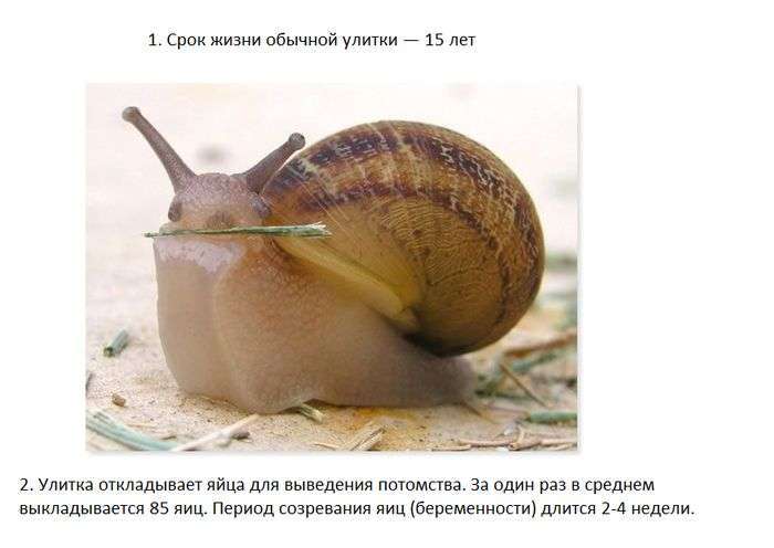 Цікаві факти про равликів (7 фото)