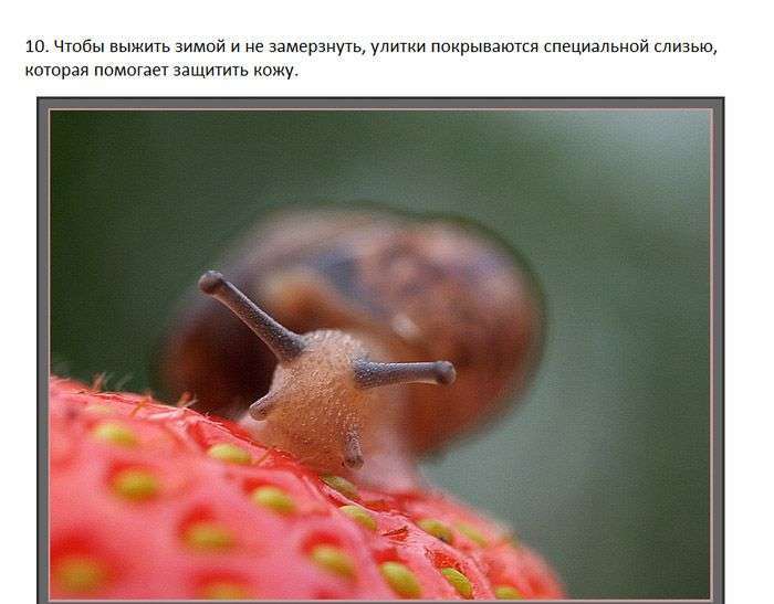 Цікаві факти про равликів (7 фото)