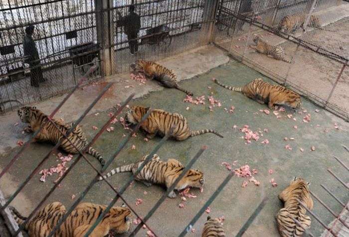 Морять тигрів до смерті, щоб зробити вино з їхніх кісток (4 фото)