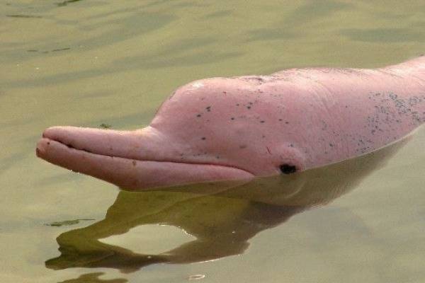 Представь розового дельфина. На самом деле он выглядит не так Интересное