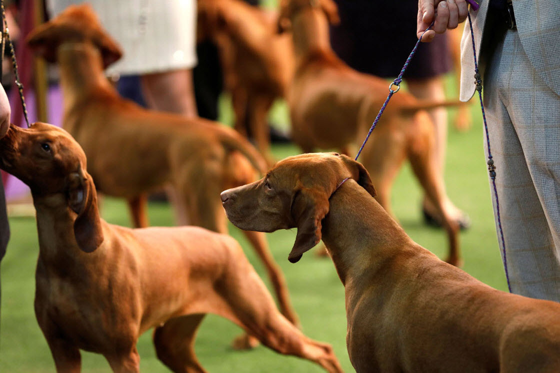 Выставка собак Westminster Kennel Club 2019 выставка, шоу