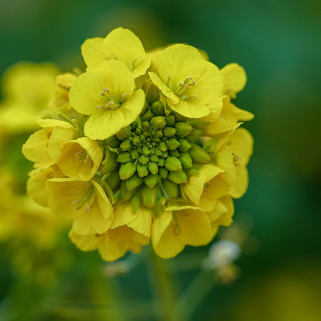 Красивые цветы на снимках Хисаши Сугам природа