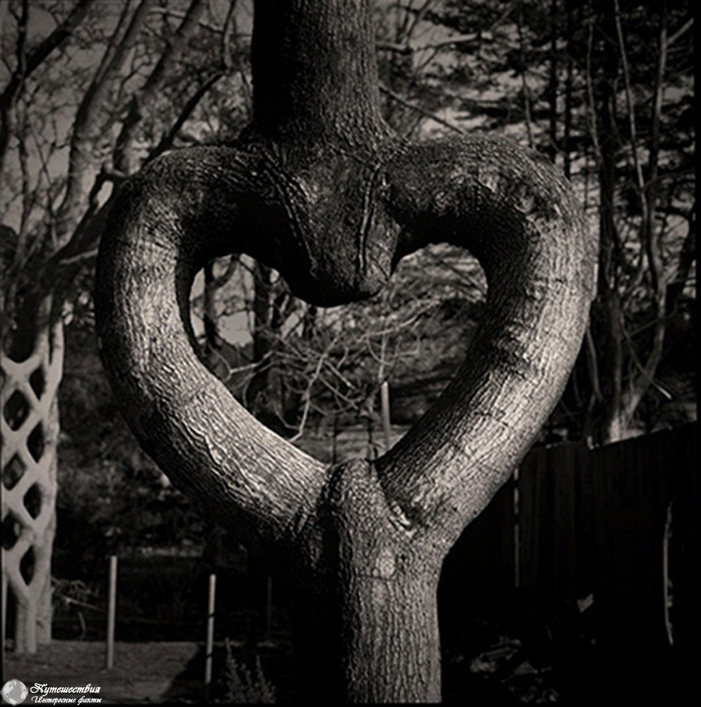 Утраченное мастерство...Необычные деревья Акселя Эрландсона Непознанное
