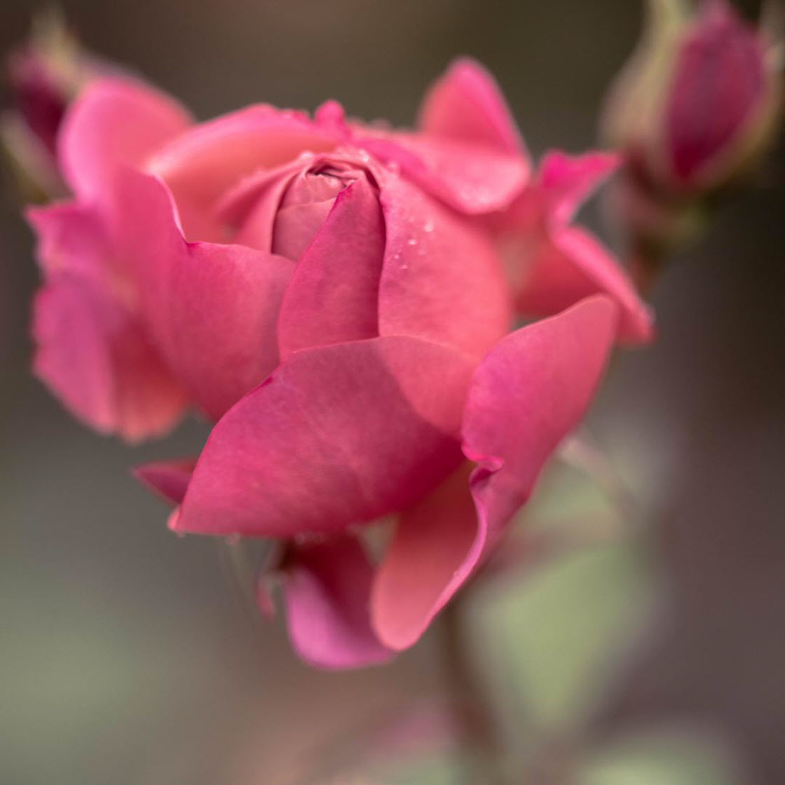 Красивые цветы на снимках Хисаши Сугам природа