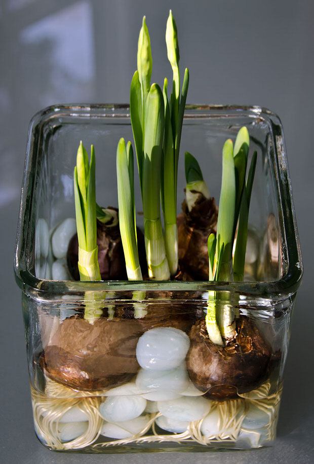 Зимой, когда так скучаешь за весенними запахами и красками, можно вырастить тюльпаны и нарциссы в вазе, в воде без почвы домашний очаг