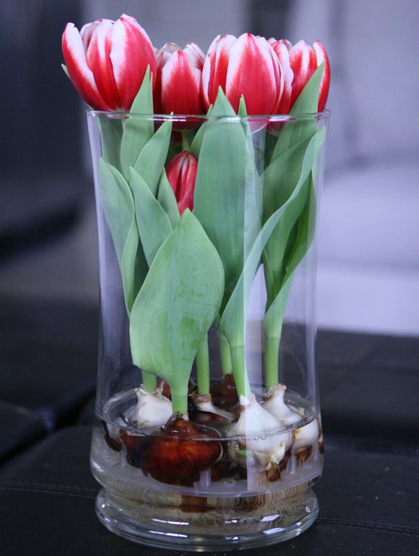 Зимой, когда так скучаешь за весенними запахами и красками, можно вырастить тюльпаны и нарциссы в вазе, в воде без почвы домашний очаг