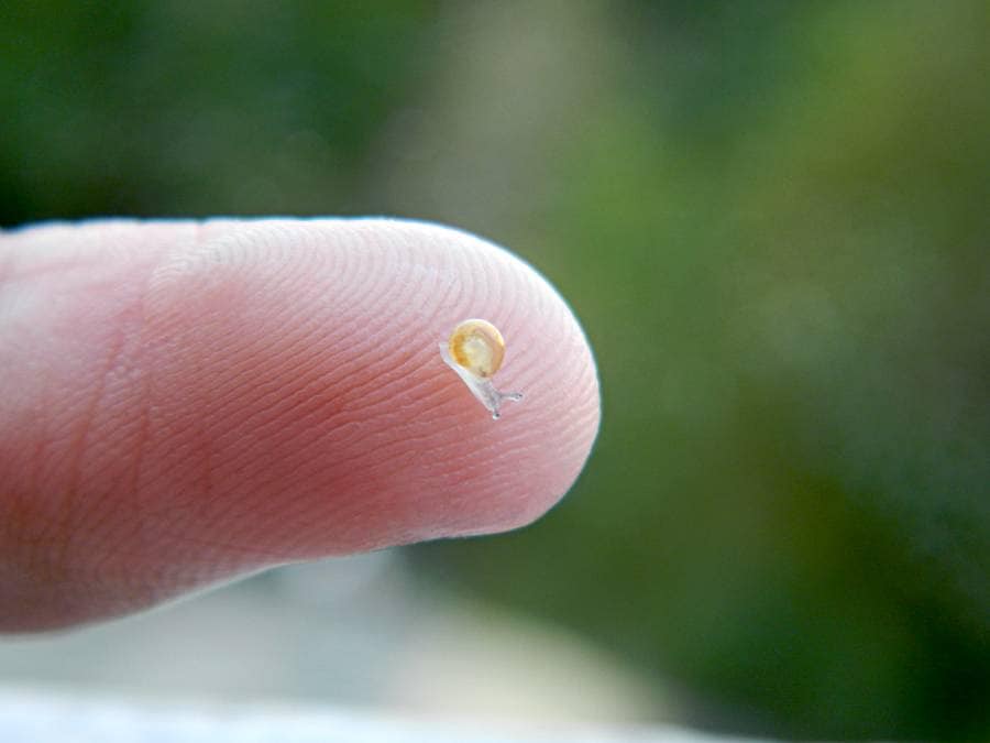 Самые маленькие животные мира — меньше вашего пальца! картинки