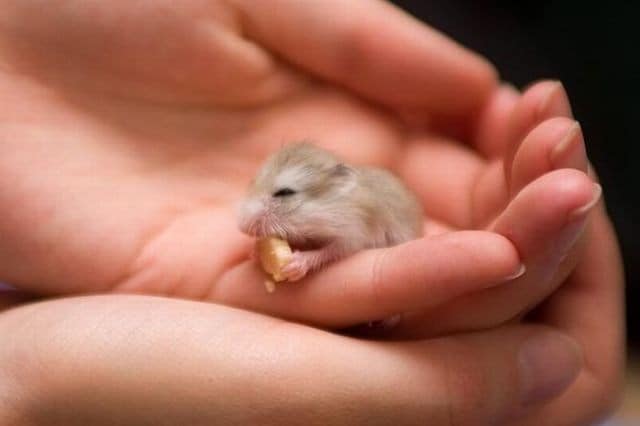 Самые маленькие животные мира — меньше вашего пальца! картинки