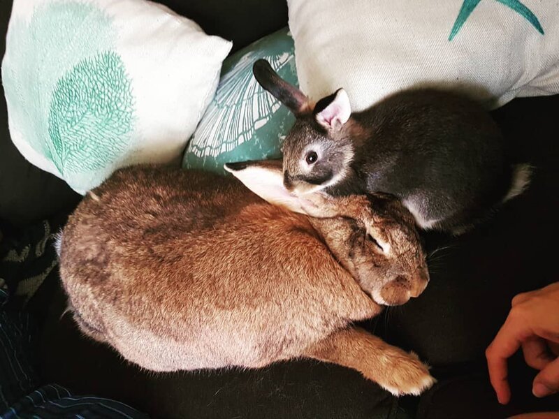Кролик Ромео весит в 4 раза меньше своей подружки, но это не стало помехой их большой пушистой любви картинки