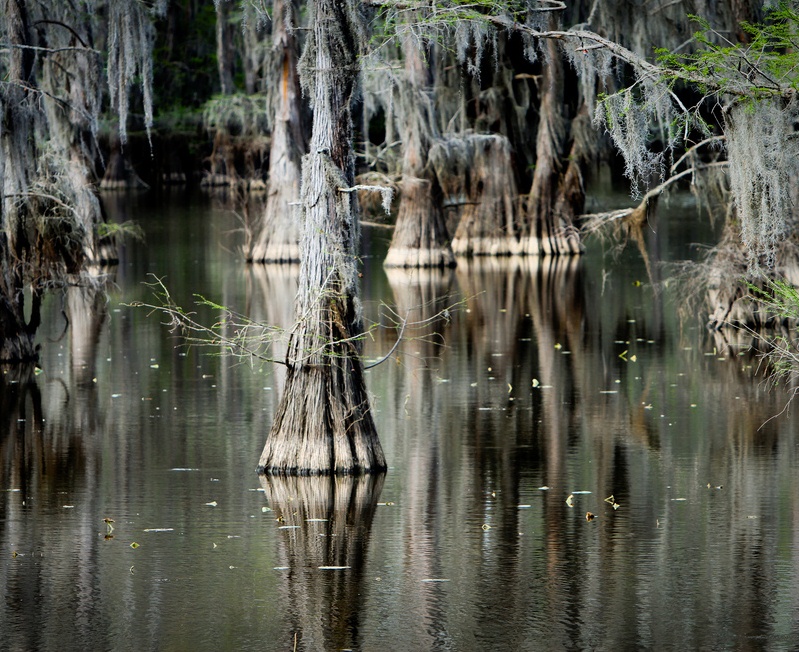 Сказочные кипарисы на озере Каддо в Техасе, США автотуризм