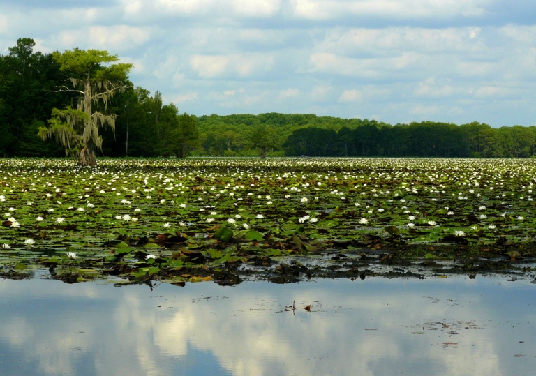 Сказочные кипарисы на озере Каддо в Техасе, США автотуризм