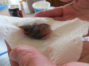 Птенец выпал из гнезда и был обречен, но его нашел ветеринар. Повезло птичке! истории из жизни