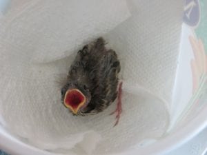 Птенец выпал из гнезда и был обречен, но его нашел ветеринар. Повезло птичке! истории из жизни
