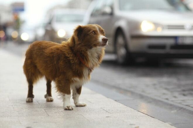 Фотографии беспородных собак на улице картинки