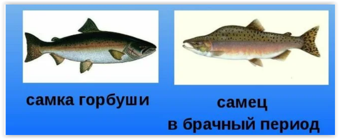 Как выбрать горбушу с «сюрпризом»: полезные советы как купить рыбу с красной икрой! советы