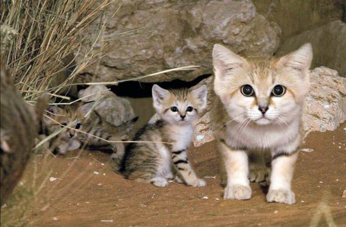 Самые маленькие кошки 