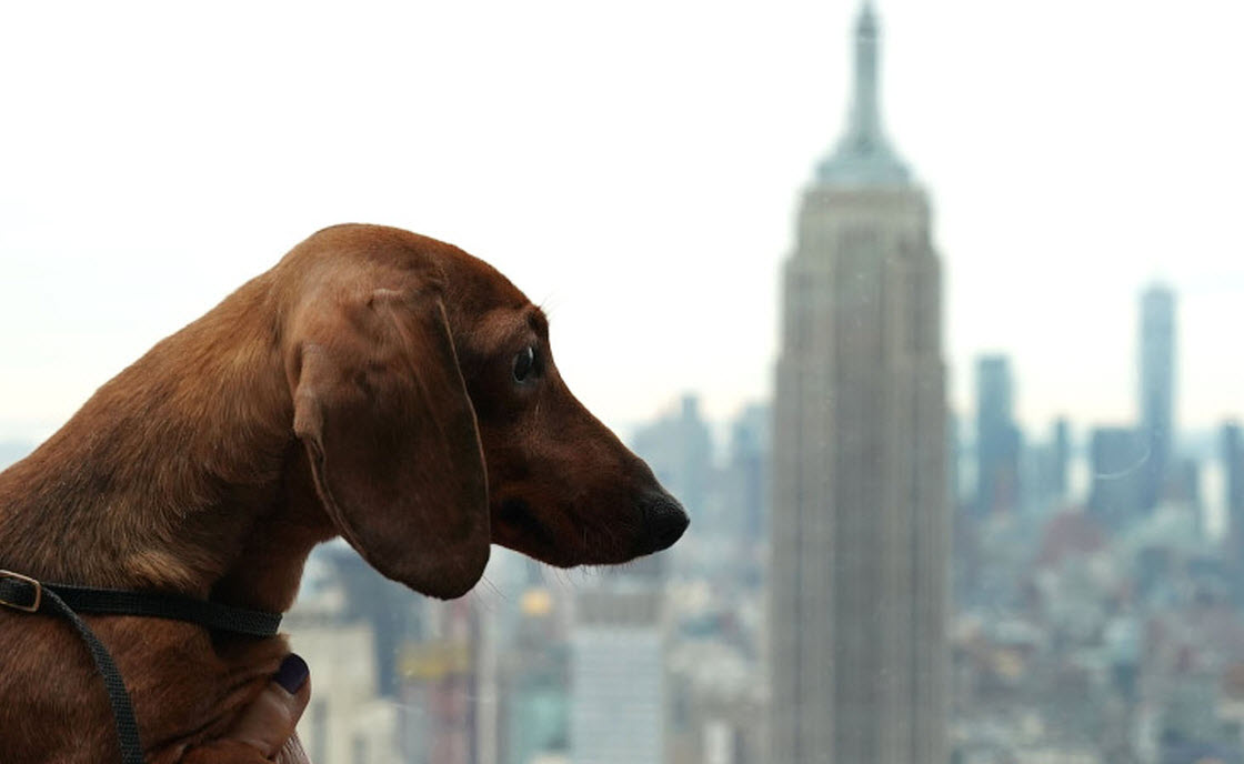 Выставка собак Westminster Kennel Club 2019 выставка, шоу