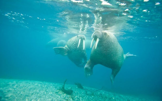 Моржи крупным планом 