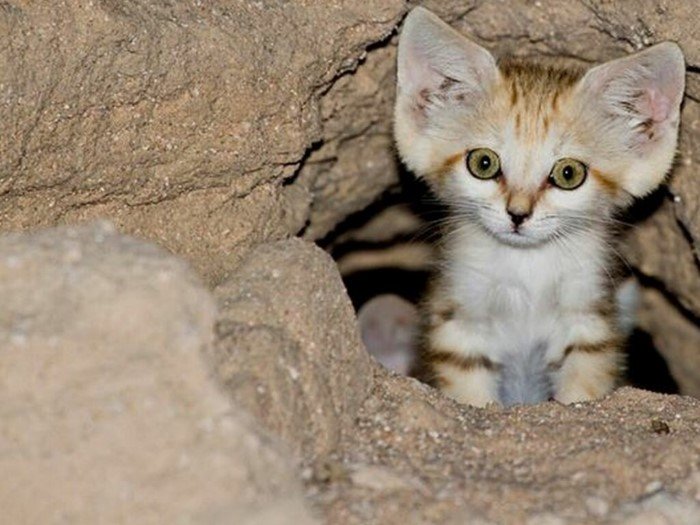 Самые маленькие кошки 