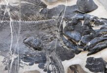 Палеонтологи открыли новые виды целаканта раннего триаса