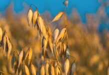 Naukowcy rozszyfrowali sekwencję pangenomu owsa