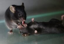 Прорывы в изучении поведения животных в 2025 году: мыши-спасатели, сигналы мочи дельфинов и многое другое