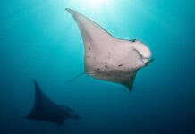 Набув чинності історичний Договір про відкрите море: нова ера для захисту океану