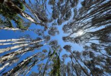 Мікробіоми кори дерев: прихований регулятор клімату