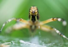 Стародавня генетична помилка породила Інтернет