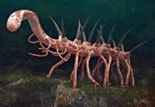 Галюцигенія: копалини свідчать про живлення падлом