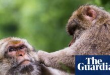 Поведінка одностатевих приматів пов’язана зі зміцненням соціальних зв’язків у стресових умовах