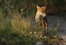 Неочікувана спадщина радіації: як атомний вік змінив тварин