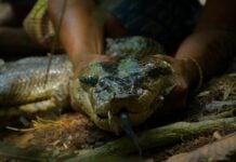 Новий вид зеленої анаконди, виявлений в Амазонії: генетичне дослідження підтверджує існування двох різних типів