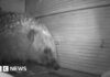 Hedgehog Hideouts: сади, життєво важливі для виживання населення Великобританії