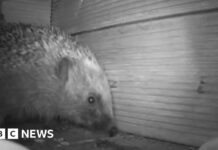 Hedgehog Hideouts: сади, життєво важливі для виживання населення Великобританії