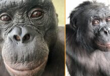 Bonabos демонструють продуктивність у грі, кидаючи виклик унікальності людських здібностей