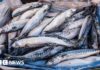 Waitrose Припиняє Продаж Макрелі через Перелов