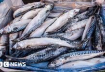 Waitrose Припиняє Продаж Макрелі через Перелов
