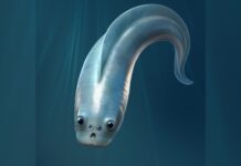 Стародавні безщелепні риби мали чотири очі, щоб вижити від хижаків