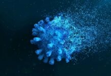 Les fragments persistants du COVID-19 endommagent les cellules immunitaires, expliquant les symptômes du COVID long