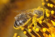 Критична роль запилення в світі, що змінюється